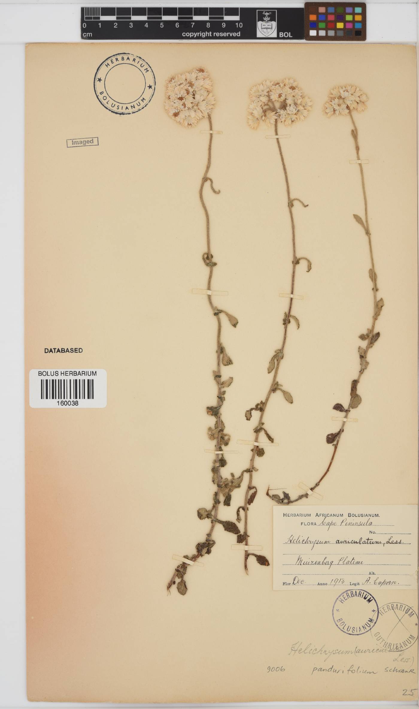 Helichrysum pandurifolium image