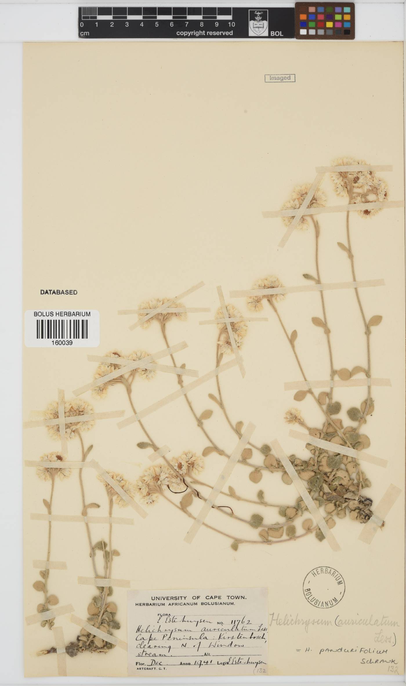 Helichrysum pandurifolium image