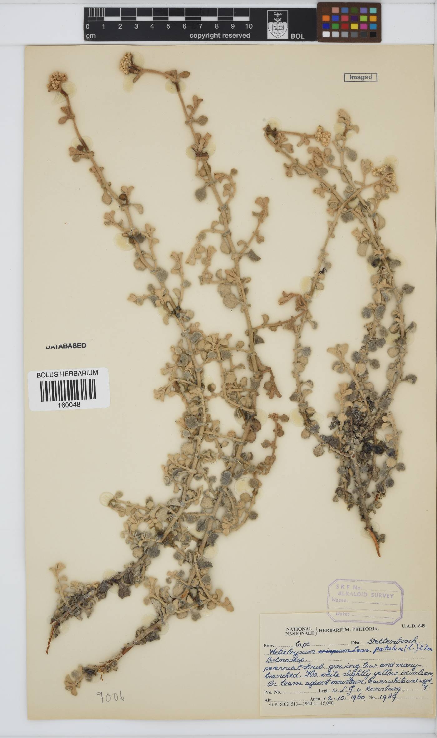 Helichrysum patulum image
