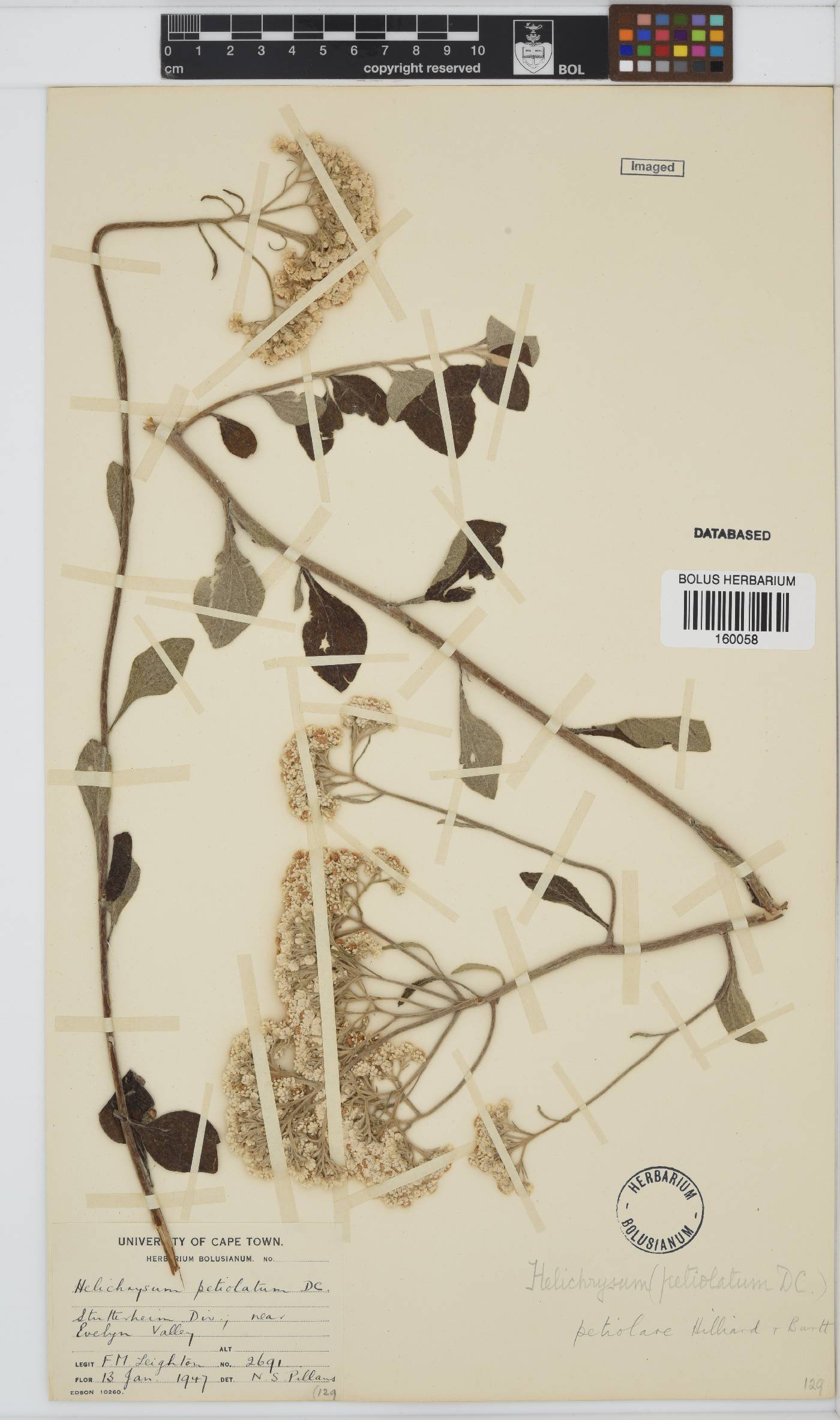 Helichrysum petiolare image
