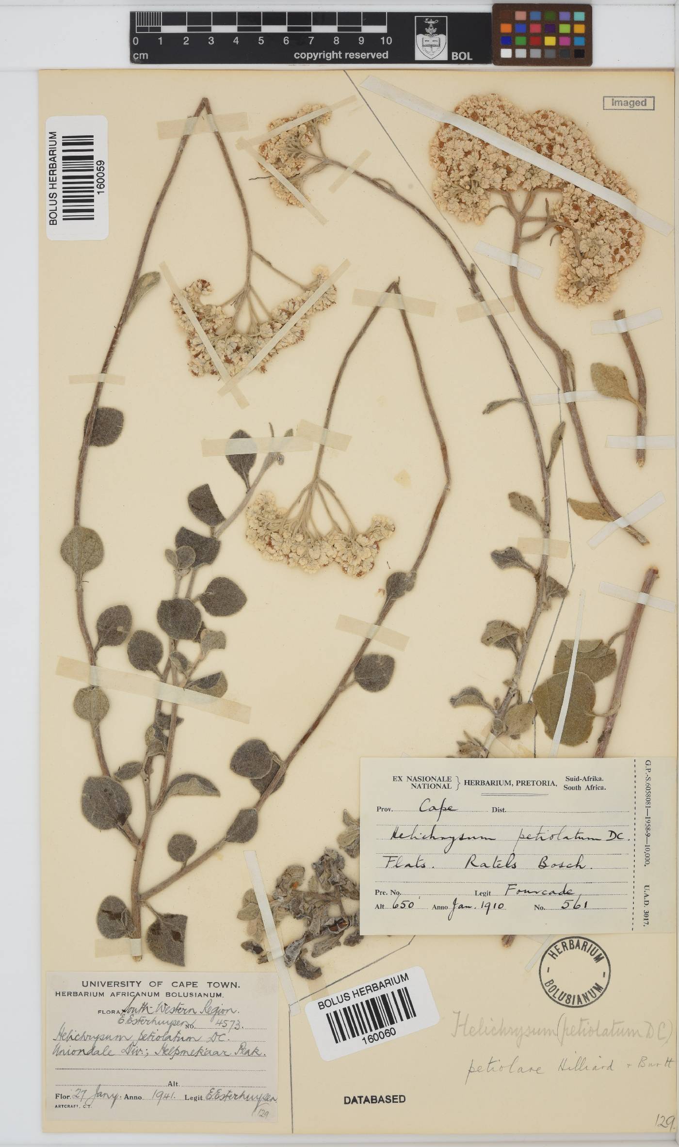 Helichrysum petiolare image