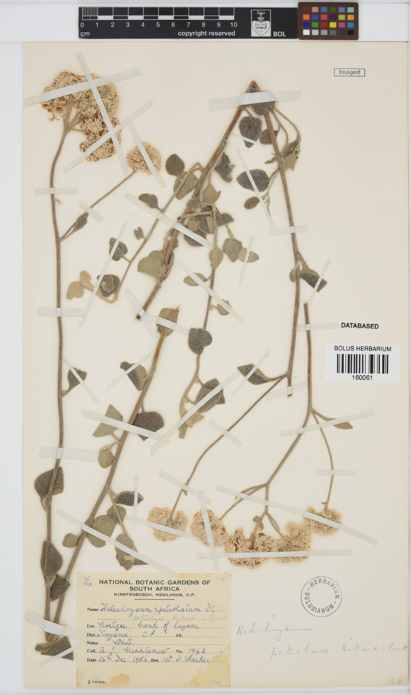 Helichrysum petiolare image