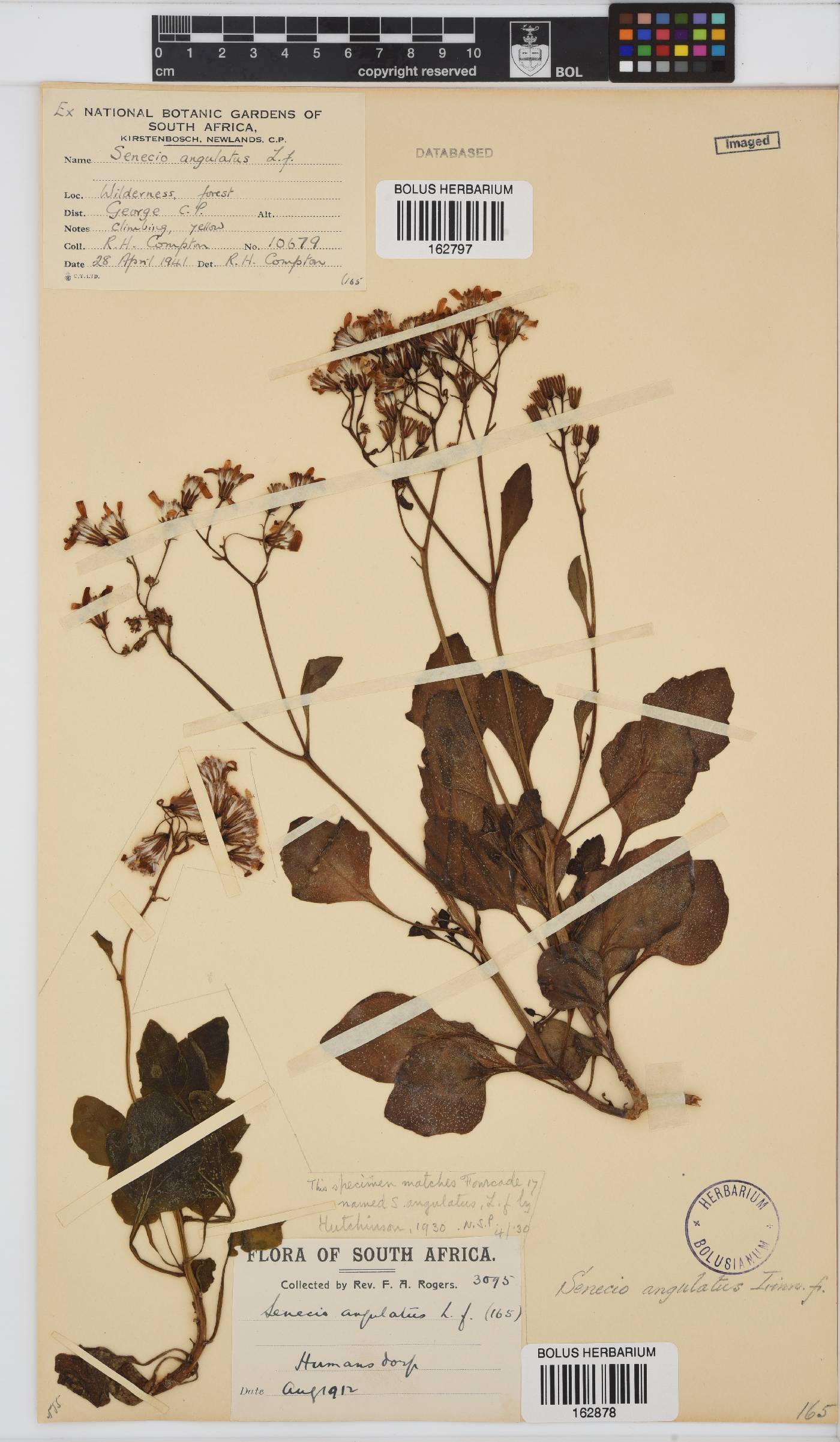Senecio angulatus image