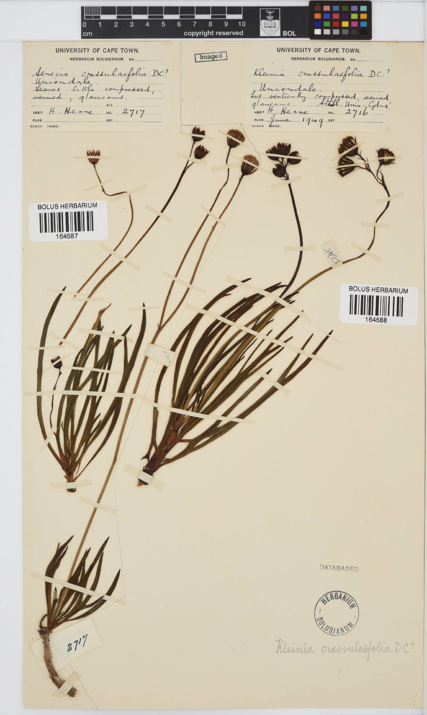 Curio crassulifolius image