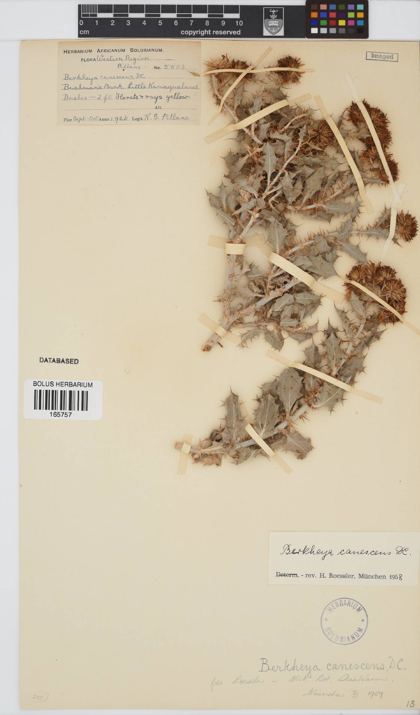 Berkheya canescens image