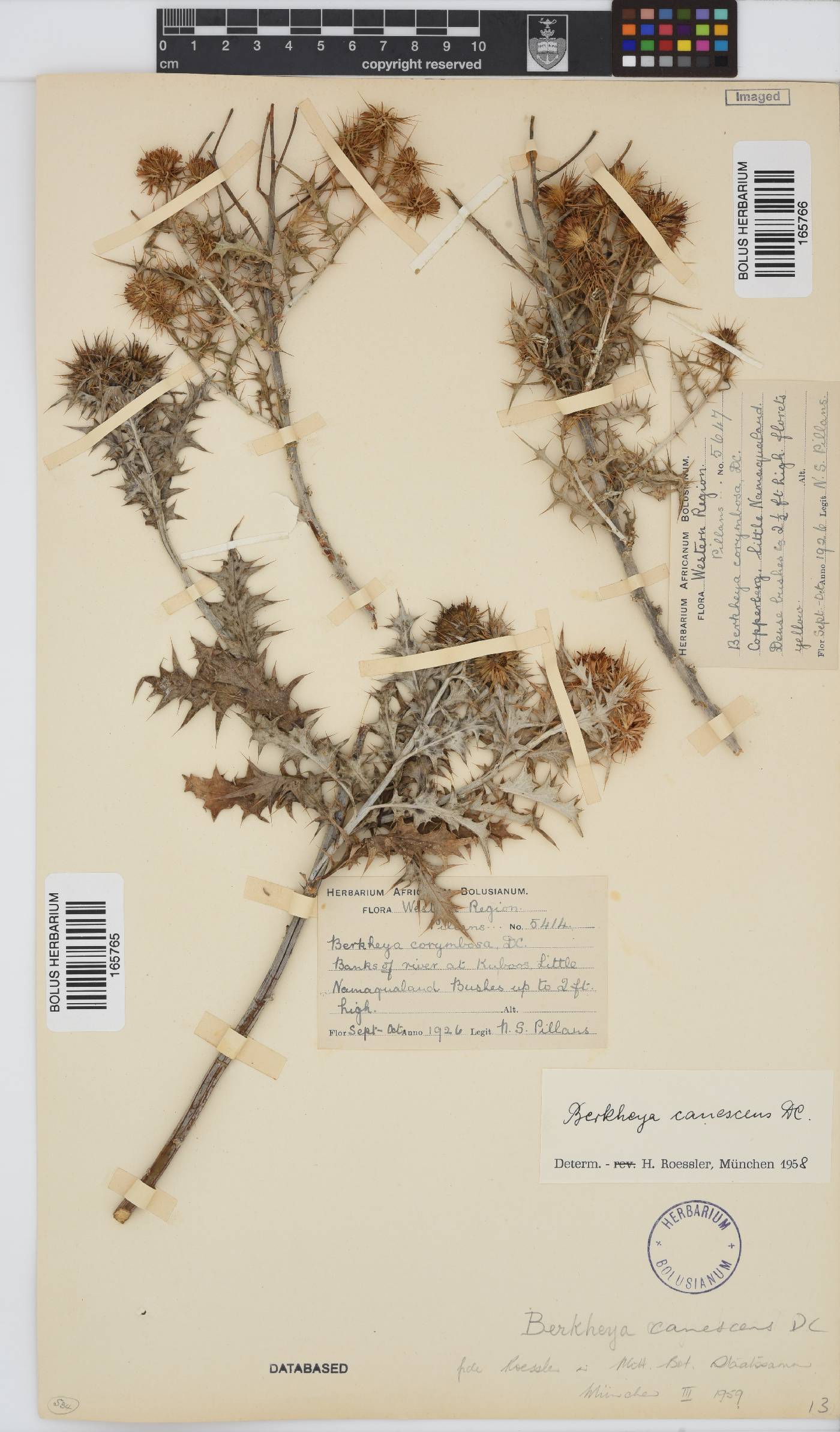 Berkheya canescens image