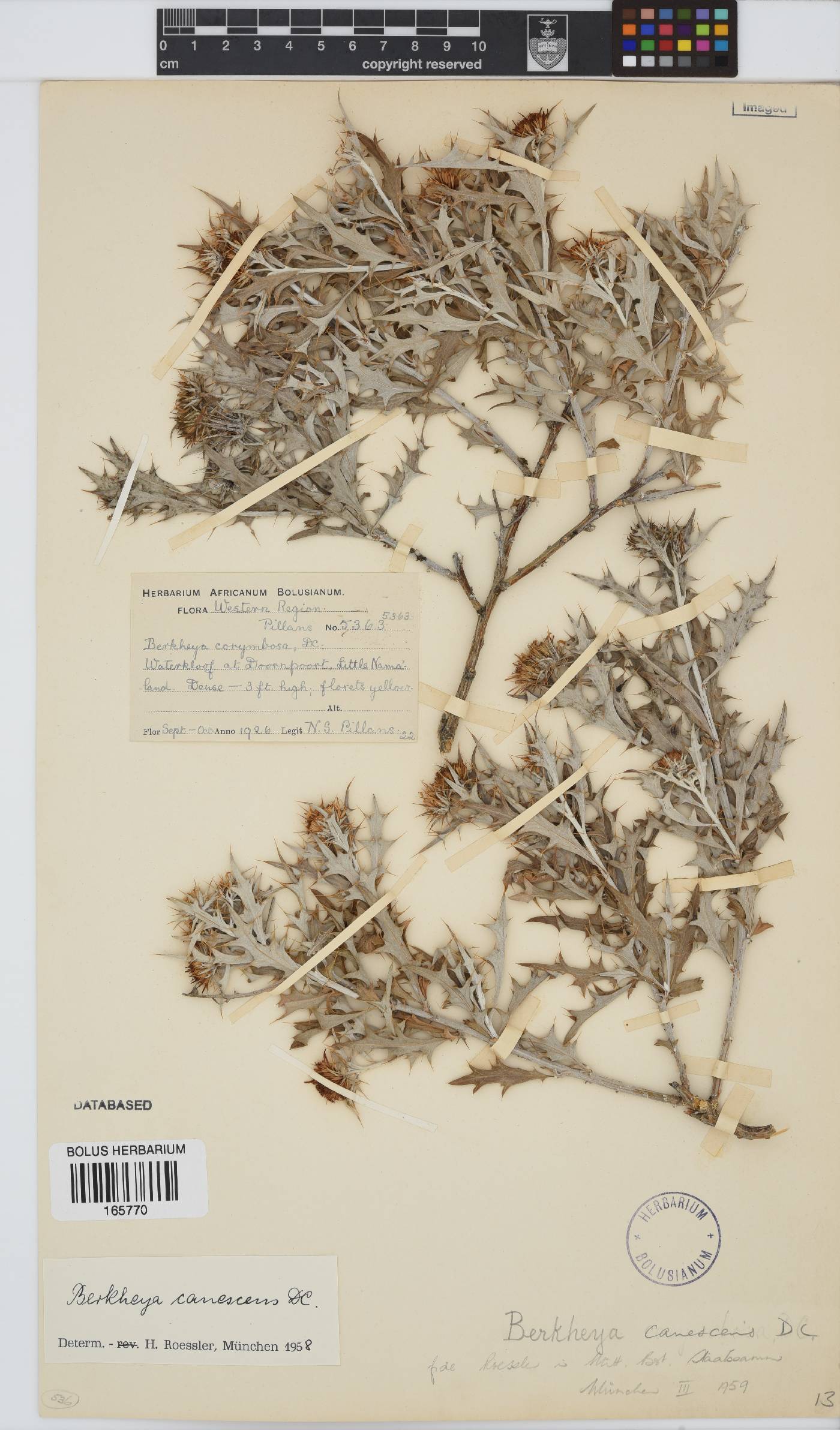 Berkheya canescens image