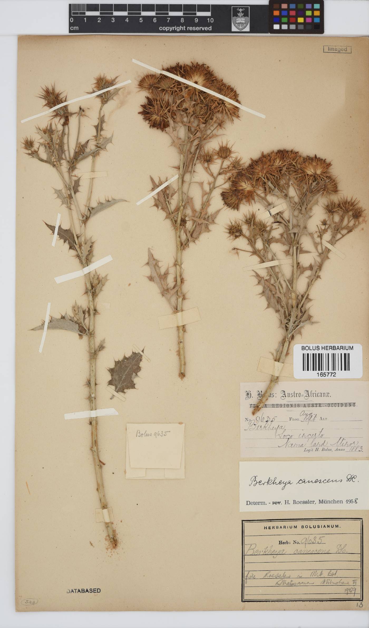 Berkheya canescens image