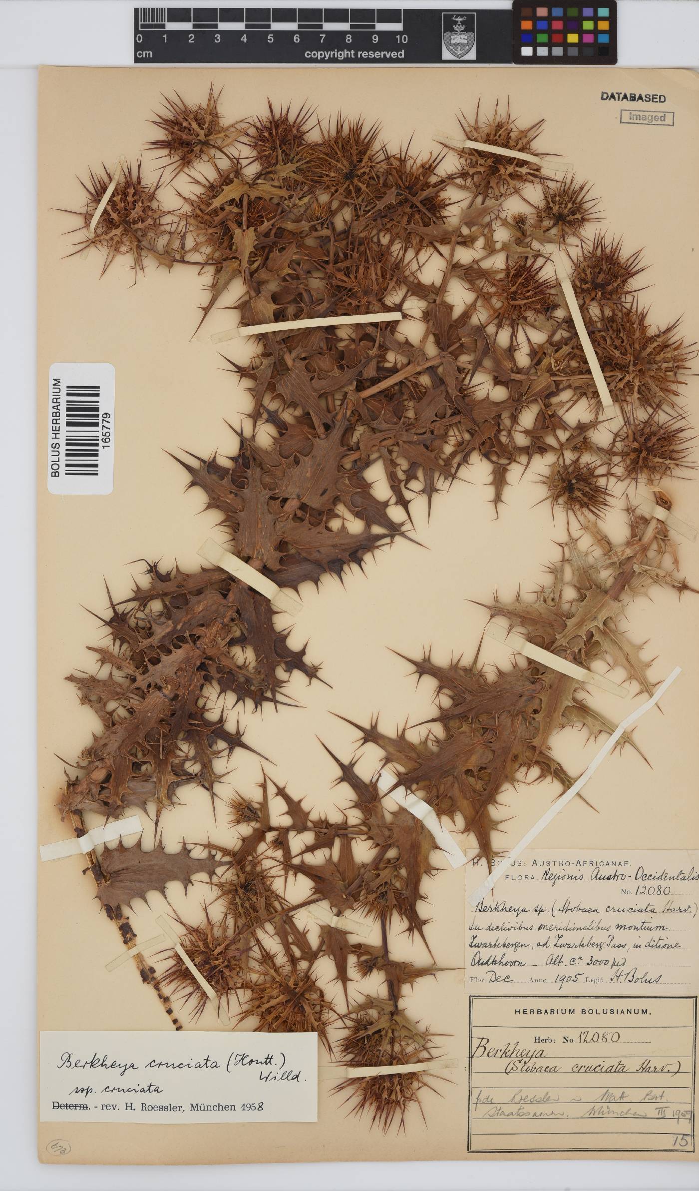 Berkheya cruciata subsp. cruciata image