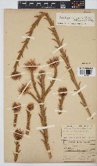 Berkheya echinacea subsp. echinacea image