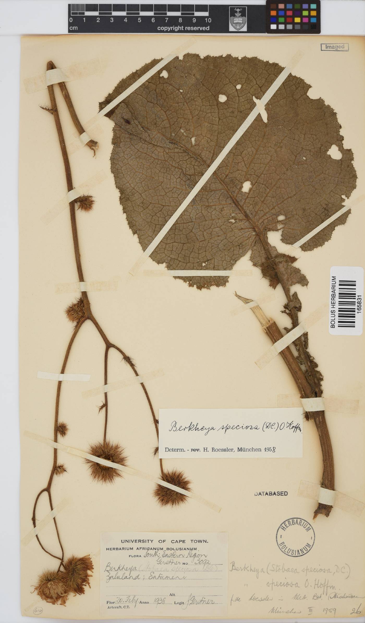 Berkheya speciosa image