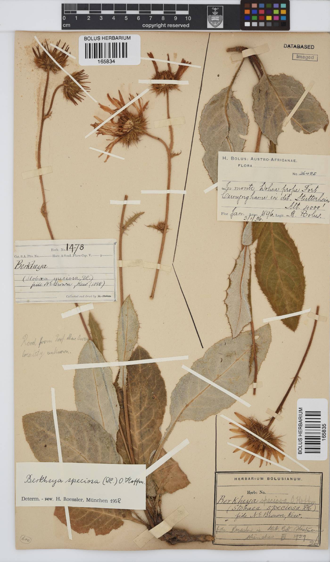 Berkheya speciosa subsp. speciosa image