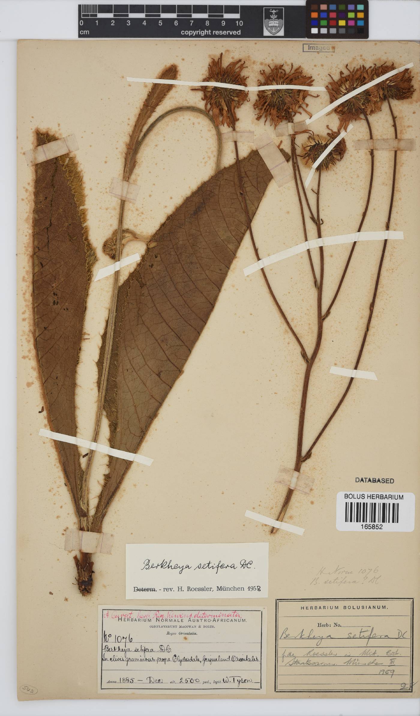 Berkheya setifera image