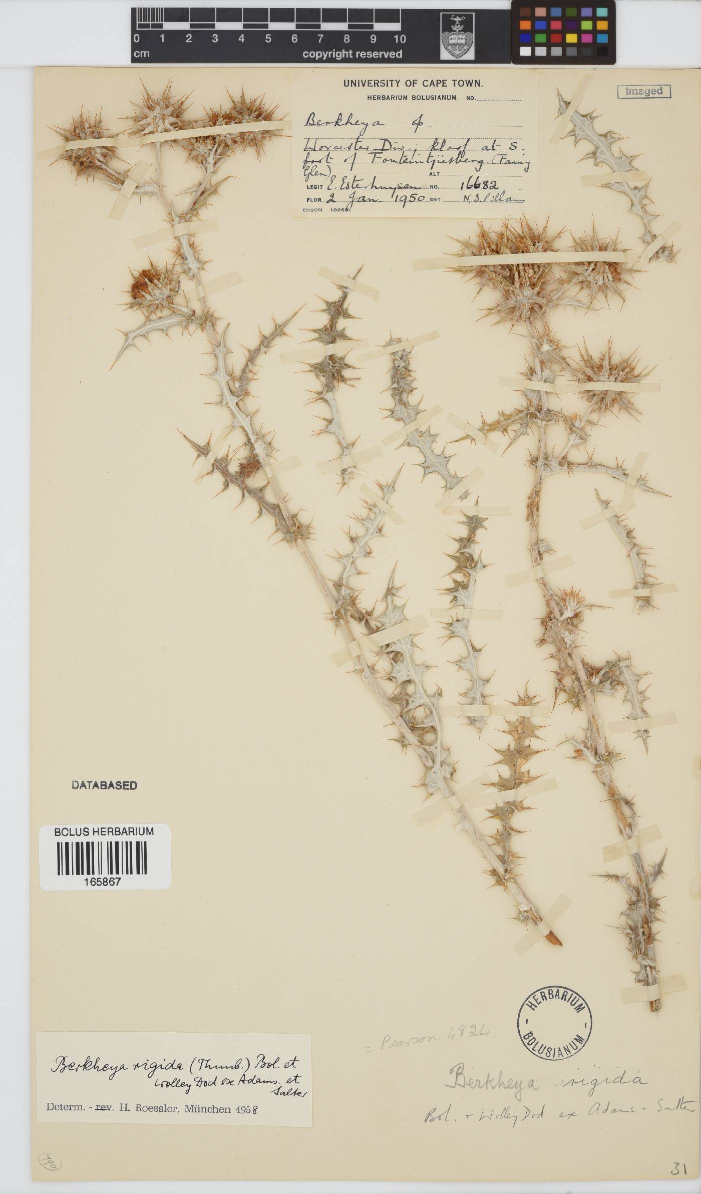 Berkheya rigida image