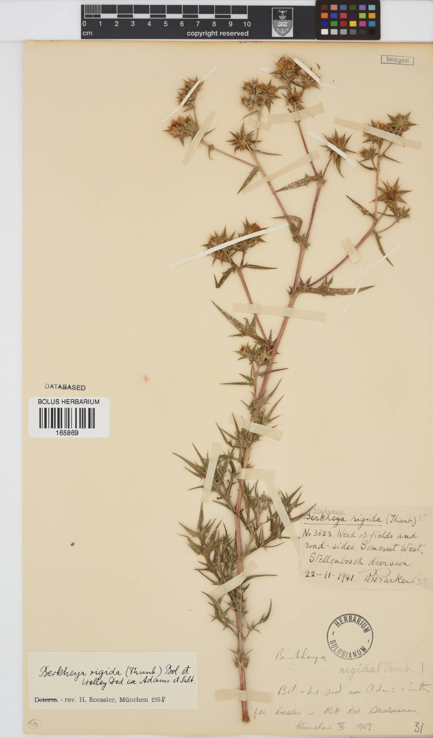 Berkheya rigida image
