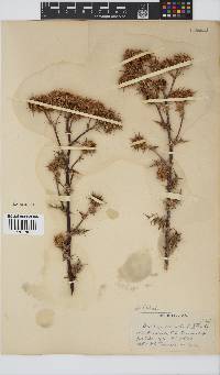Berkheya heterophylla image