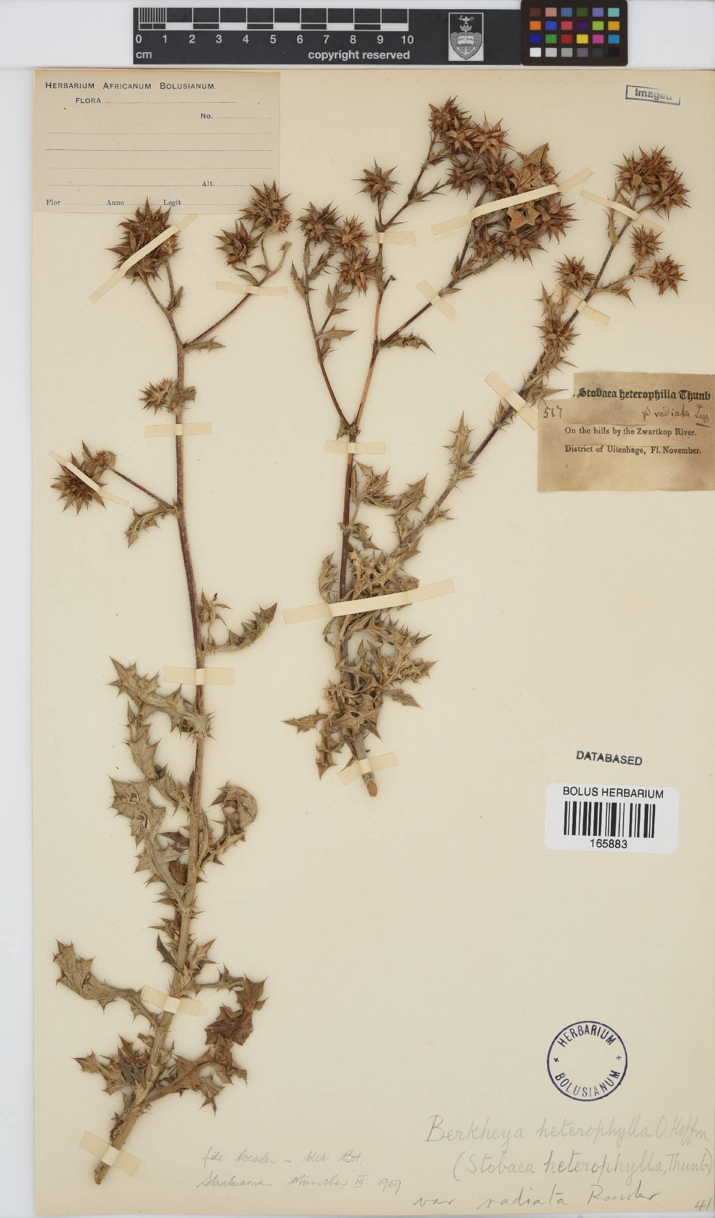Berkheya heterophylla image