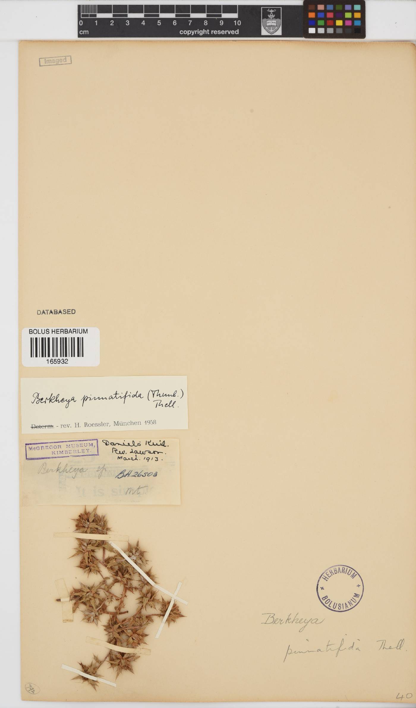 Berkheya pinnatifida image