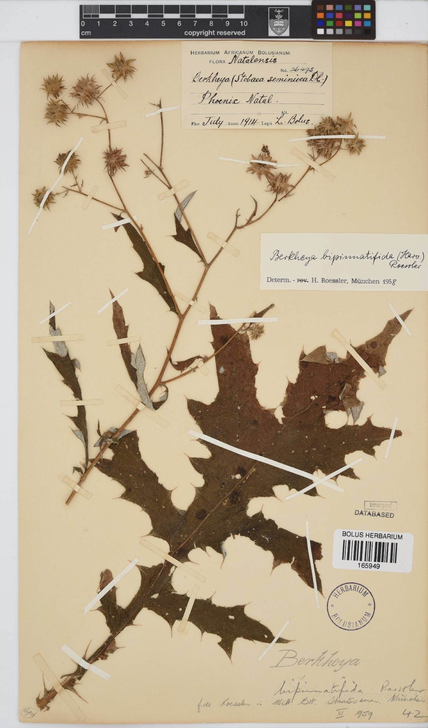 Berkheya bipinnatifida subsp. bipinnatifida image