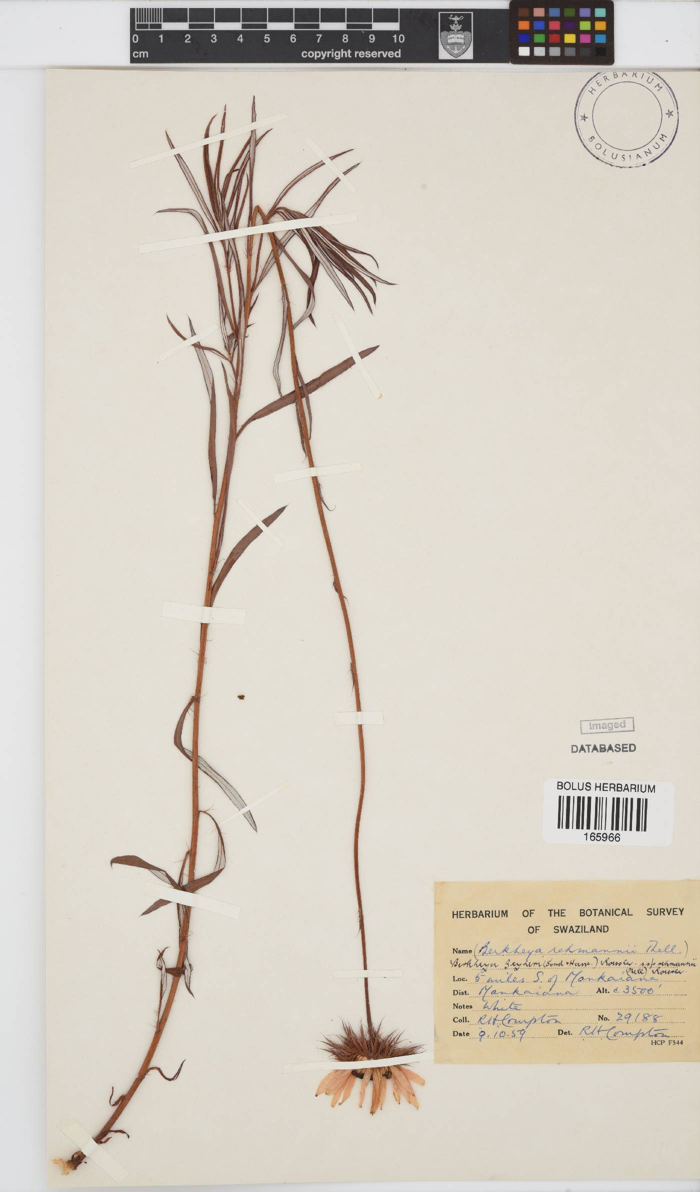 Berkheya zeyheri var. rehmannii image