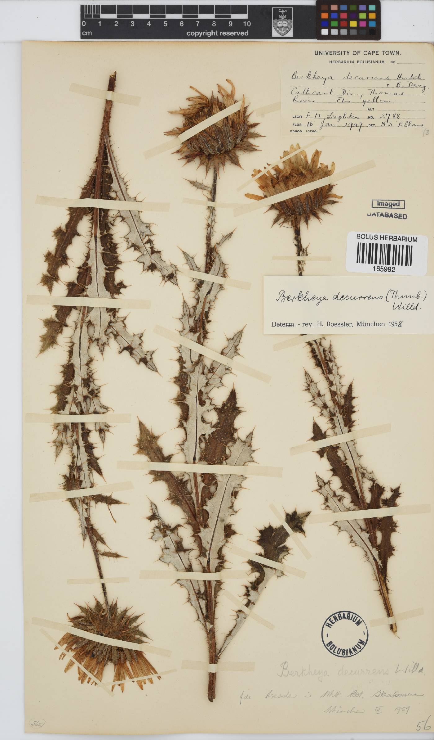 Berkheya decurrens image