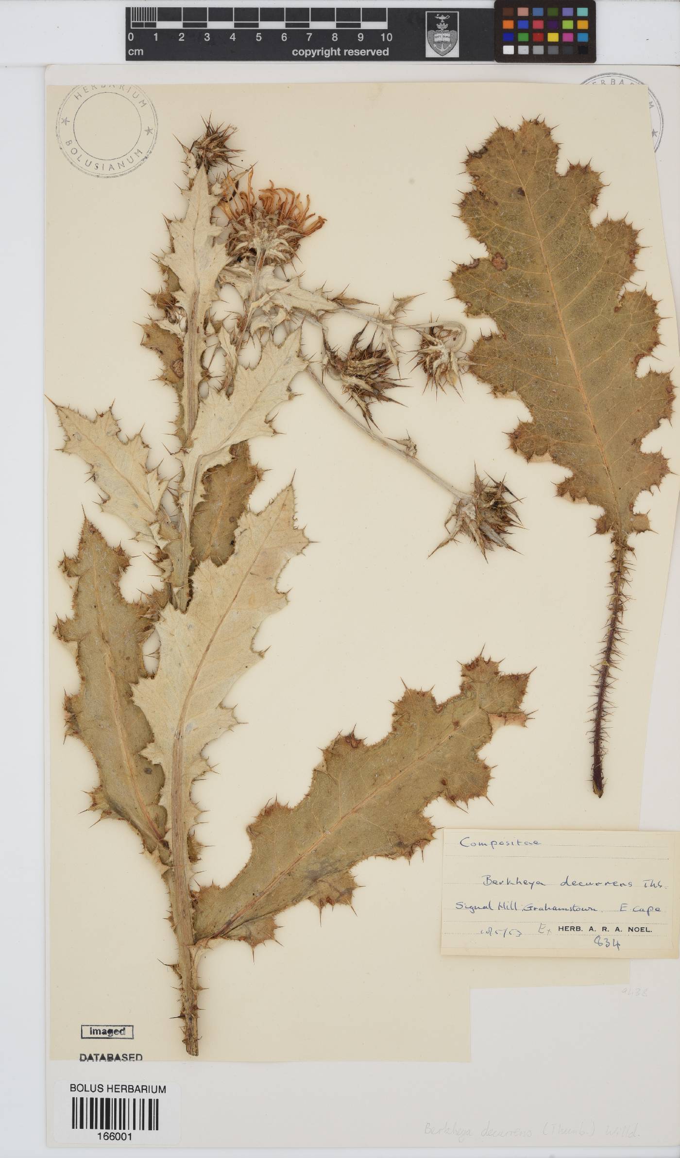 Berkheya decurrens image