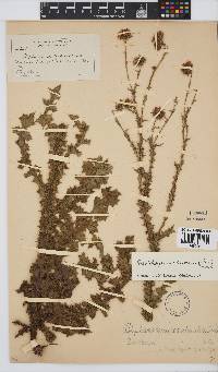 Image of Berkheya carduoides