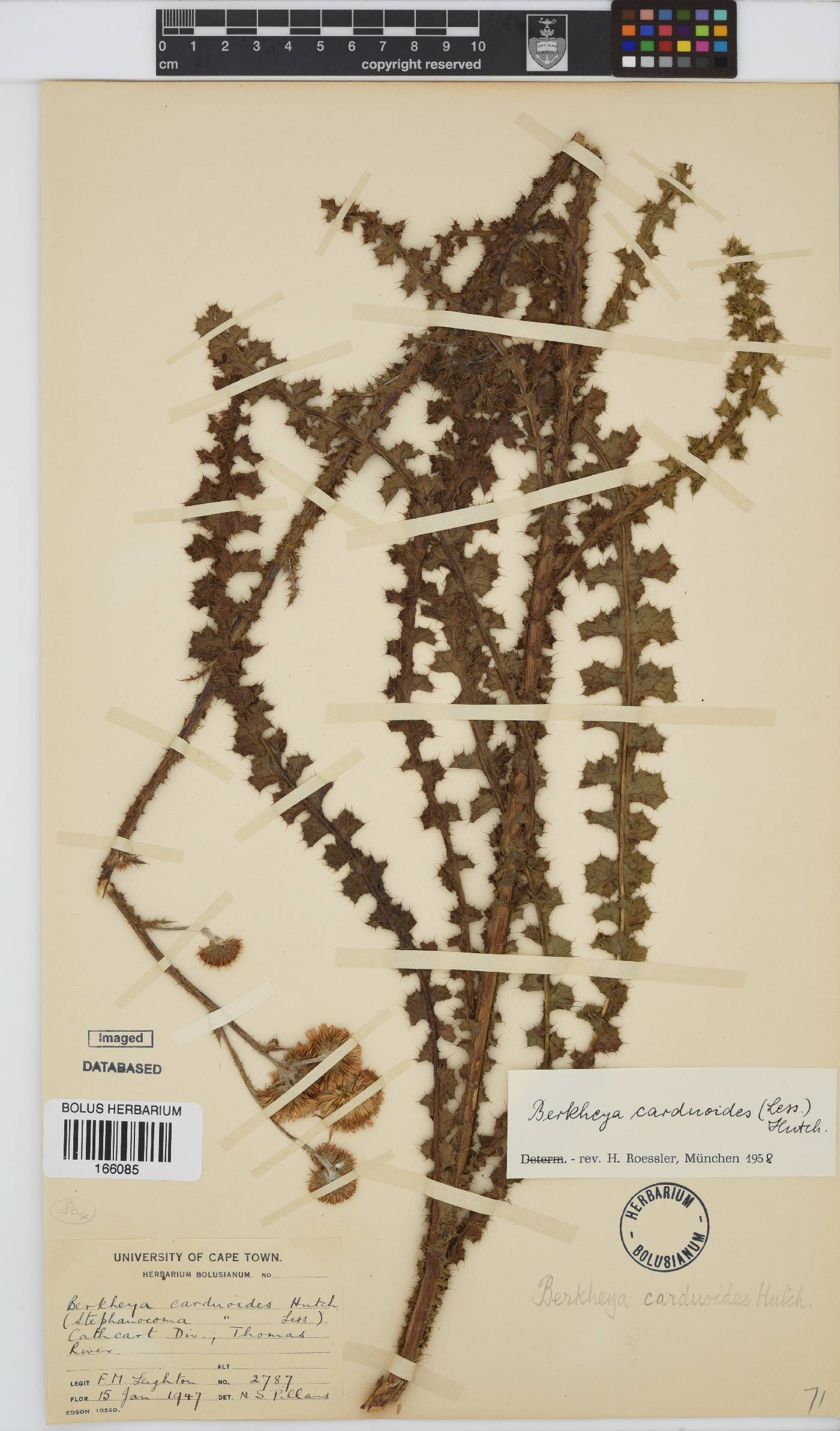 Berkheya carduoides image