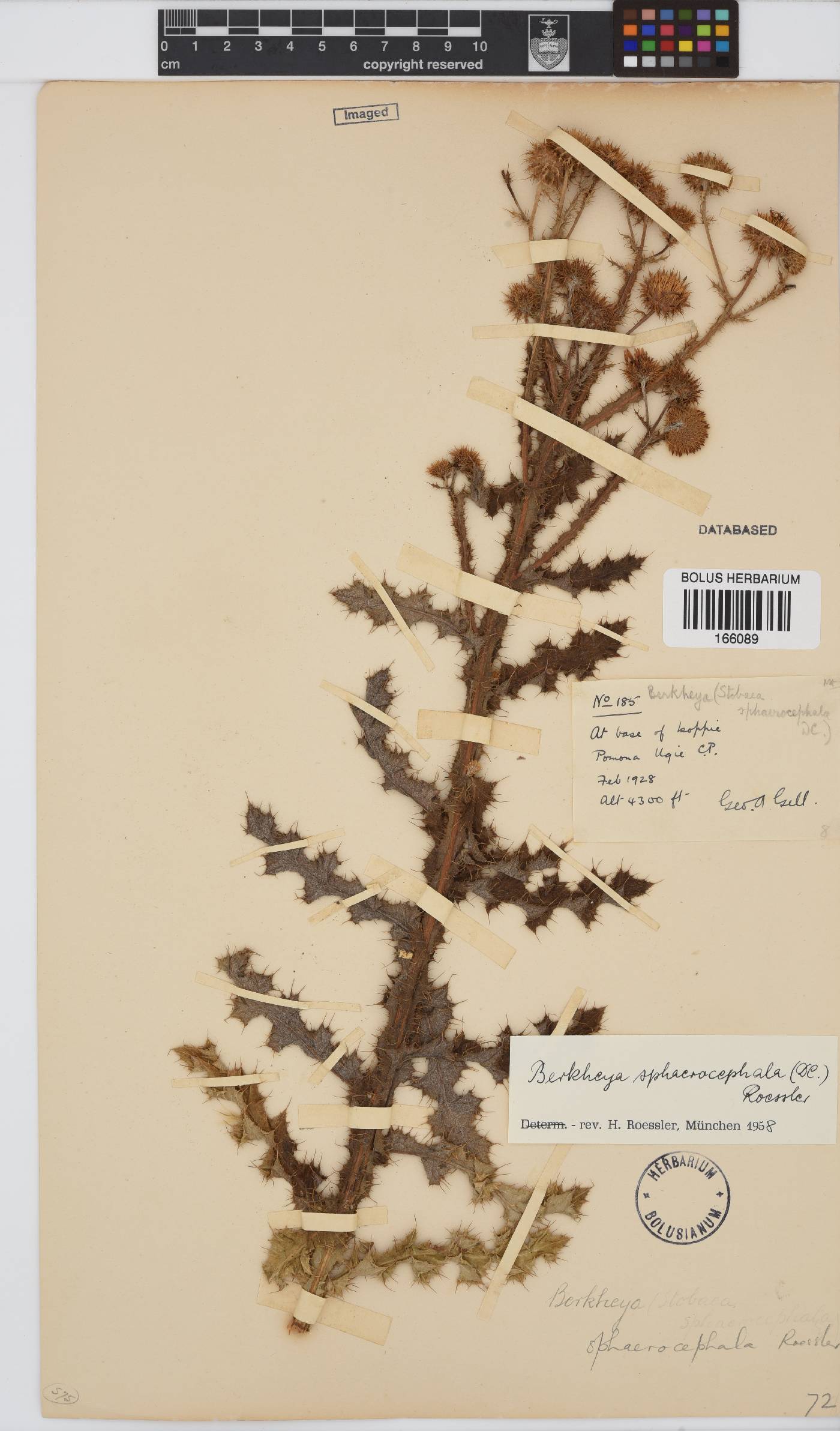 Berkheya sphaerocephala image