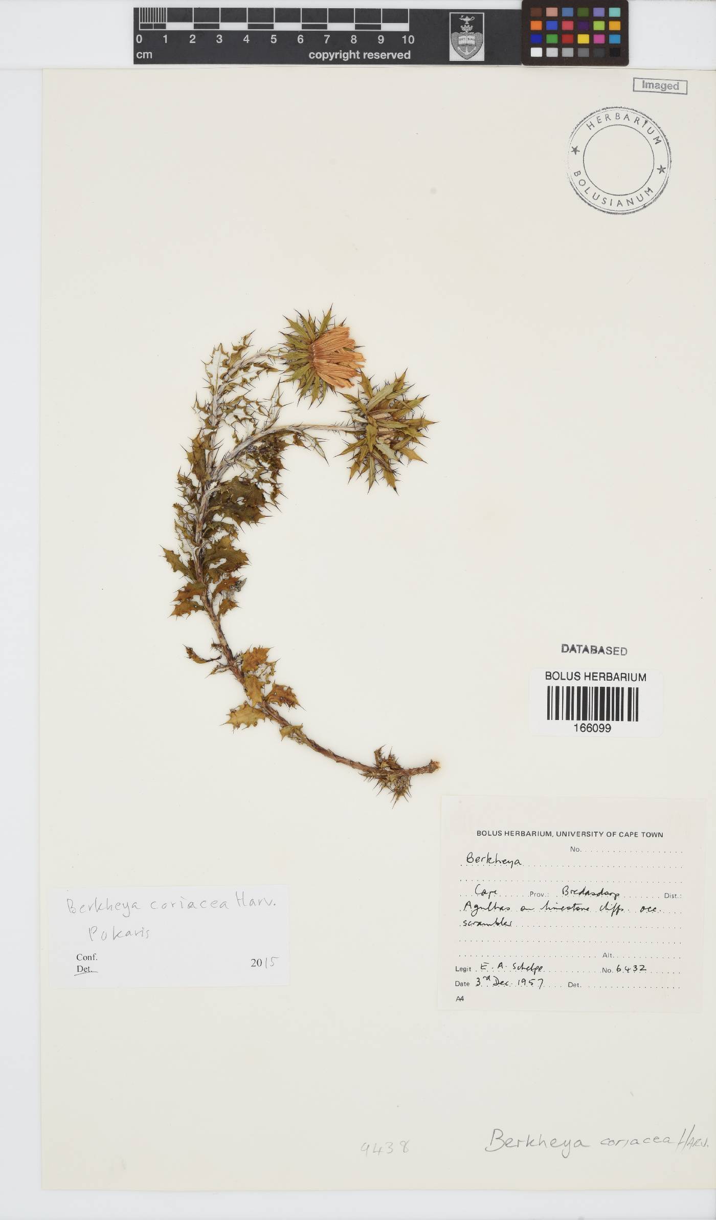 Berkheya coriacea image