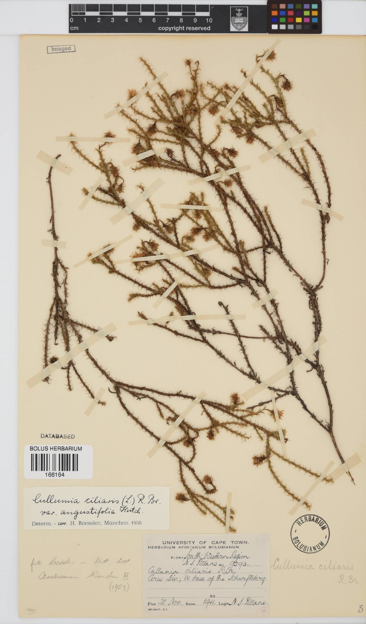 Cullumia reticulata image
