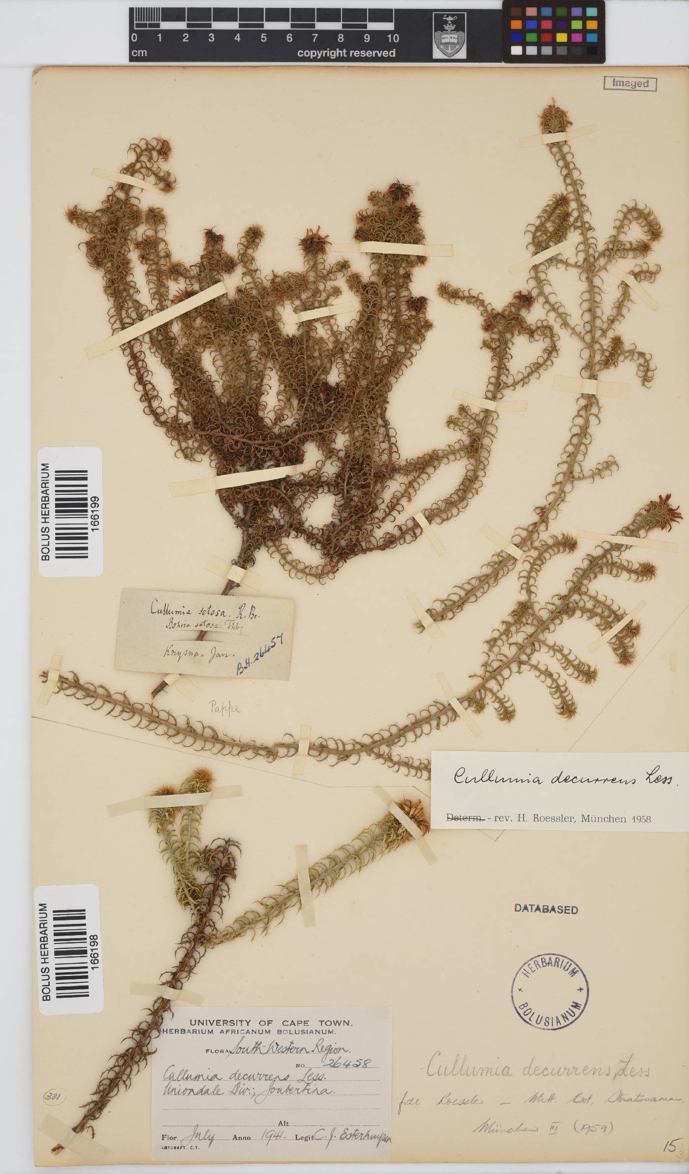 Cullumia decurrens image