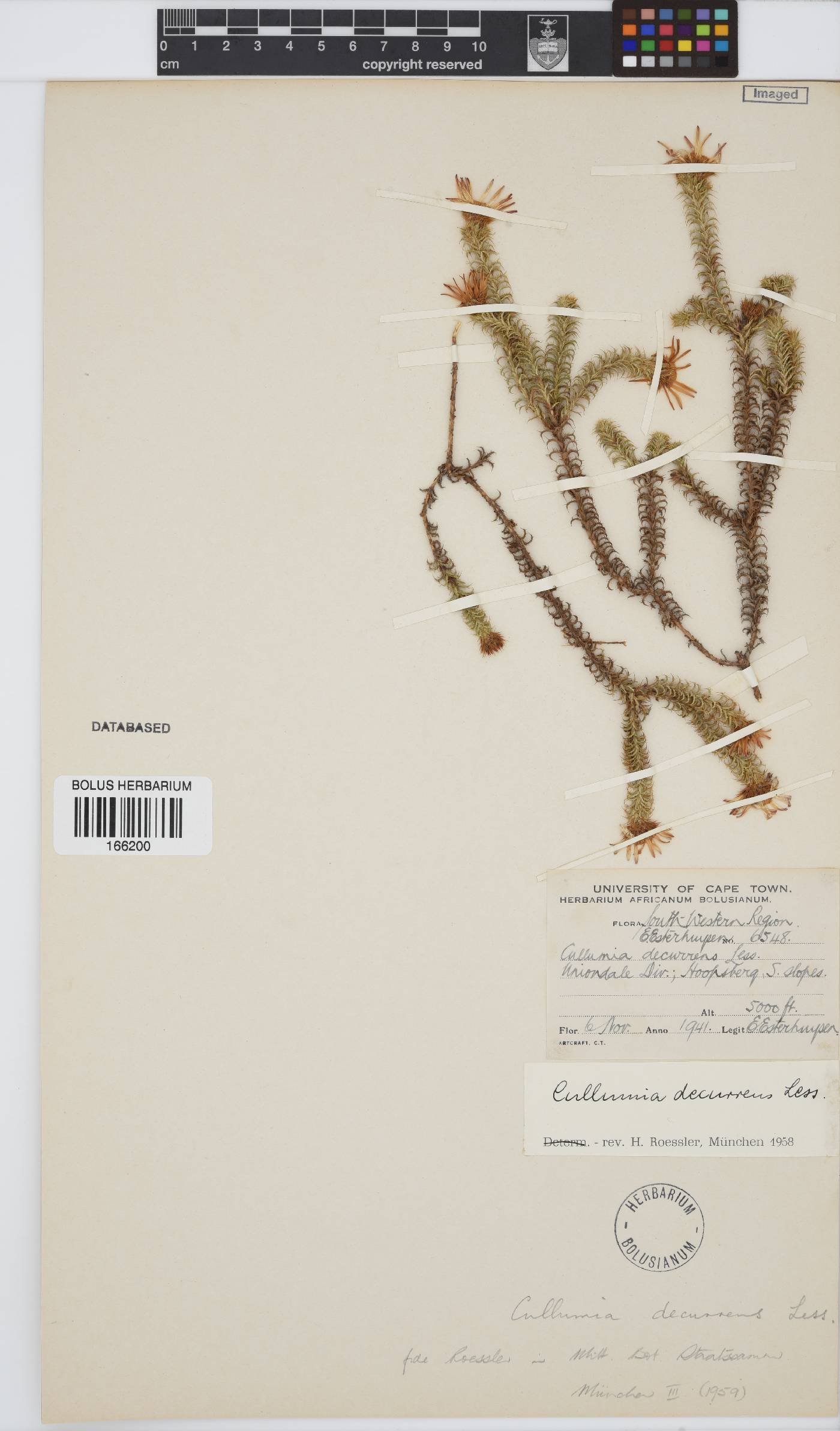 Cullumia decurrens image