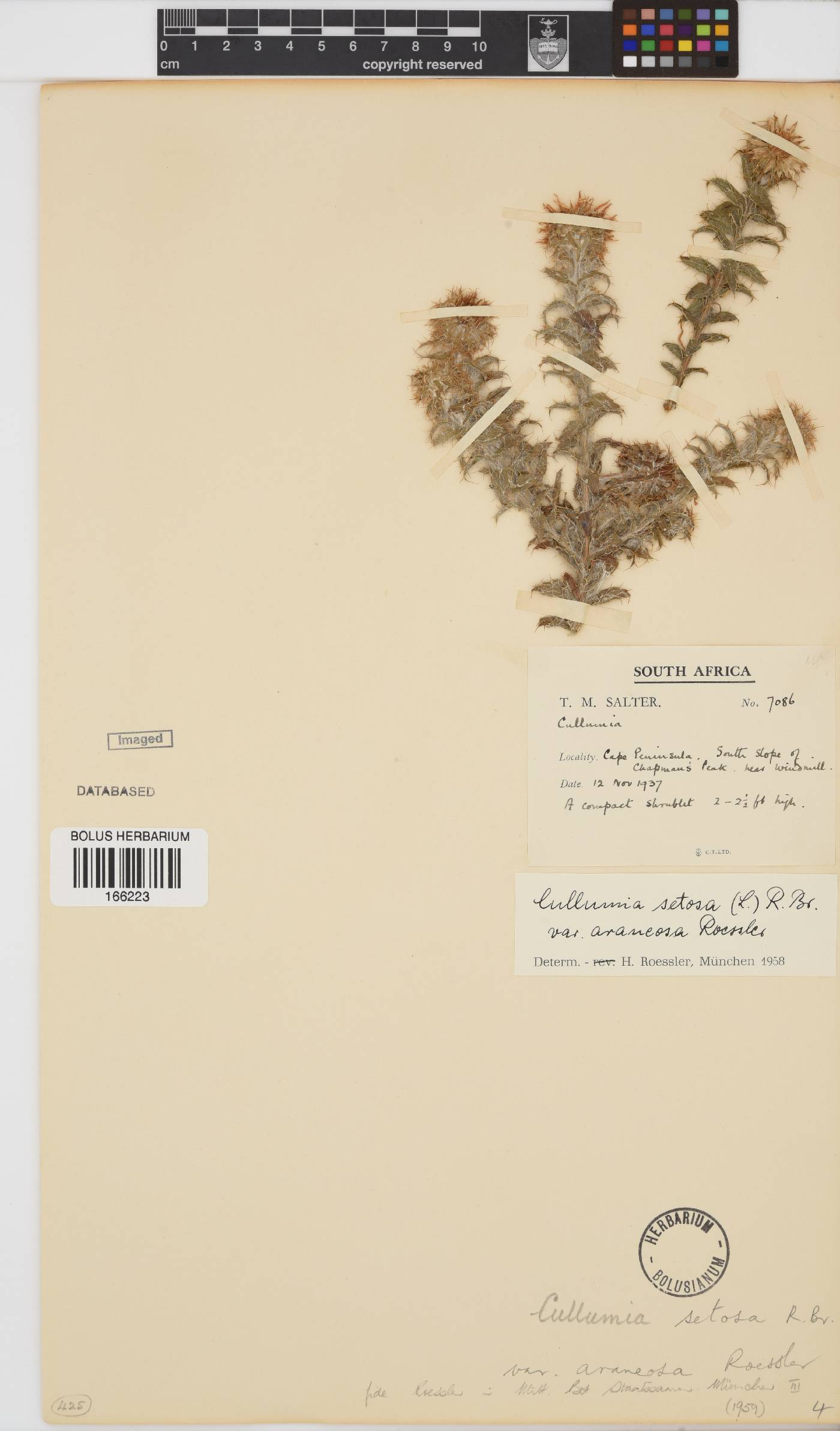 Cullumia setosa image