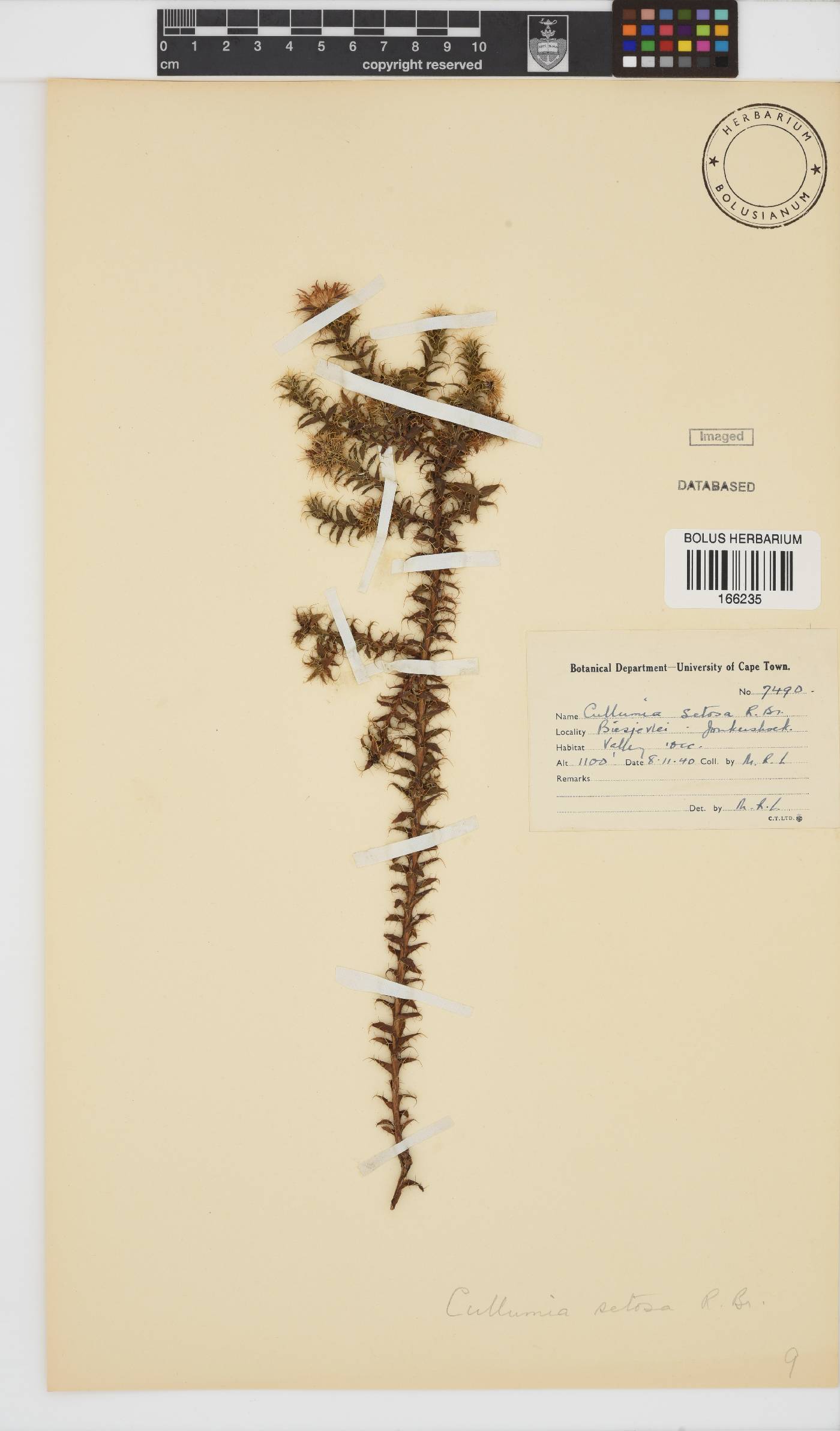 Cullumia setosa image