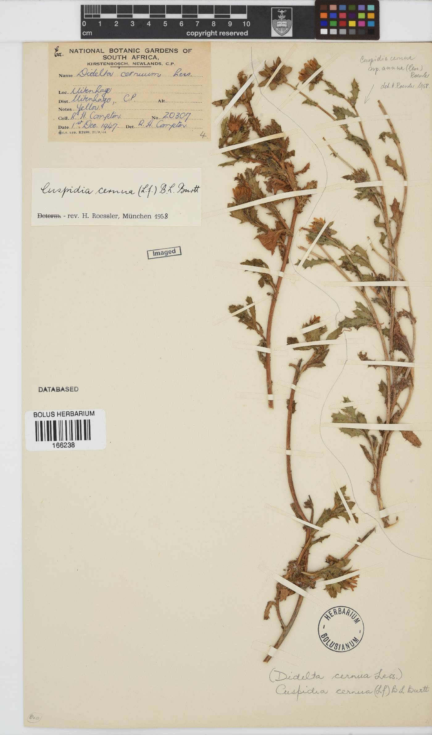 Cuspidia cernua subsp. cernua image