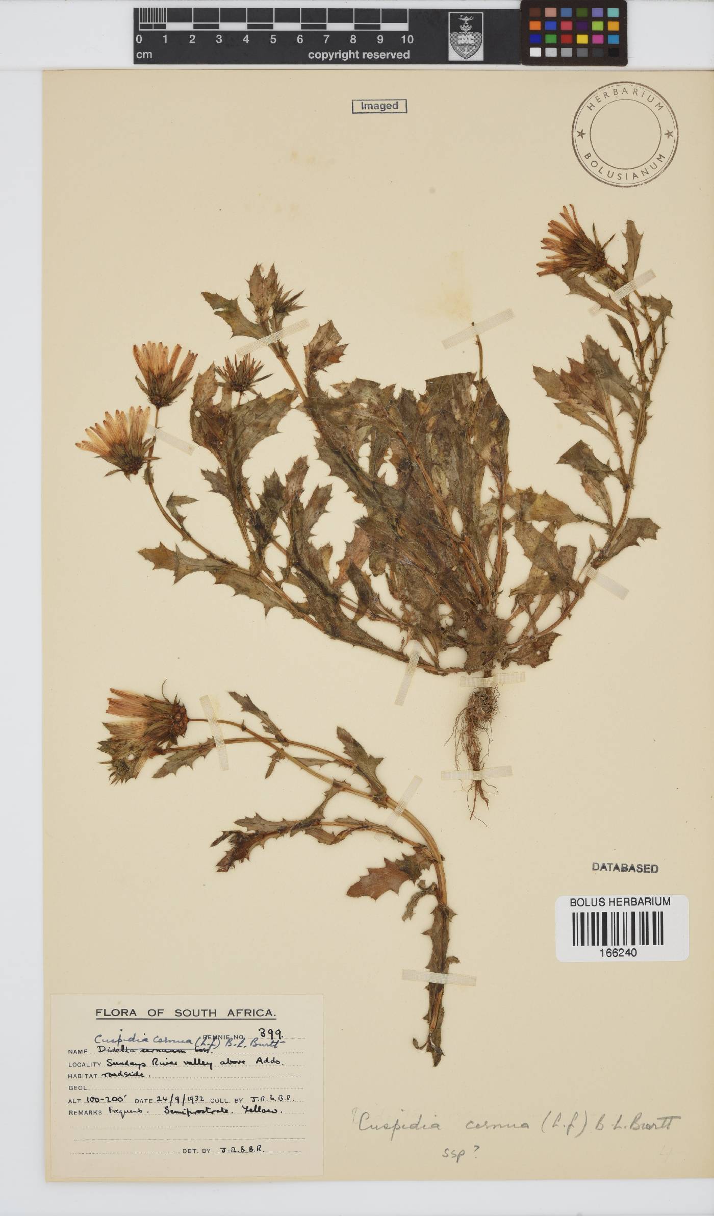 Cuspidia image
