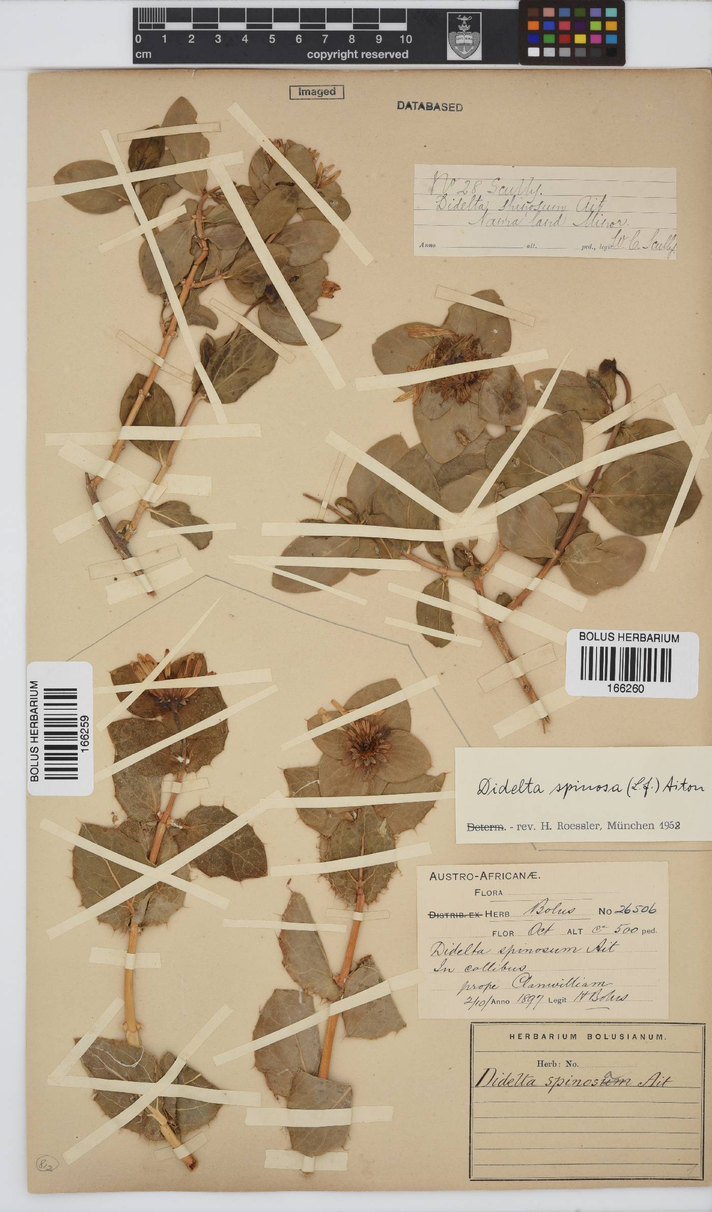 Didelta spinosa image