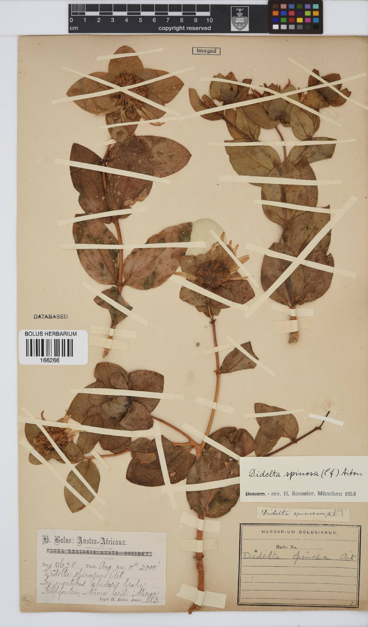 Didelta spinosa image