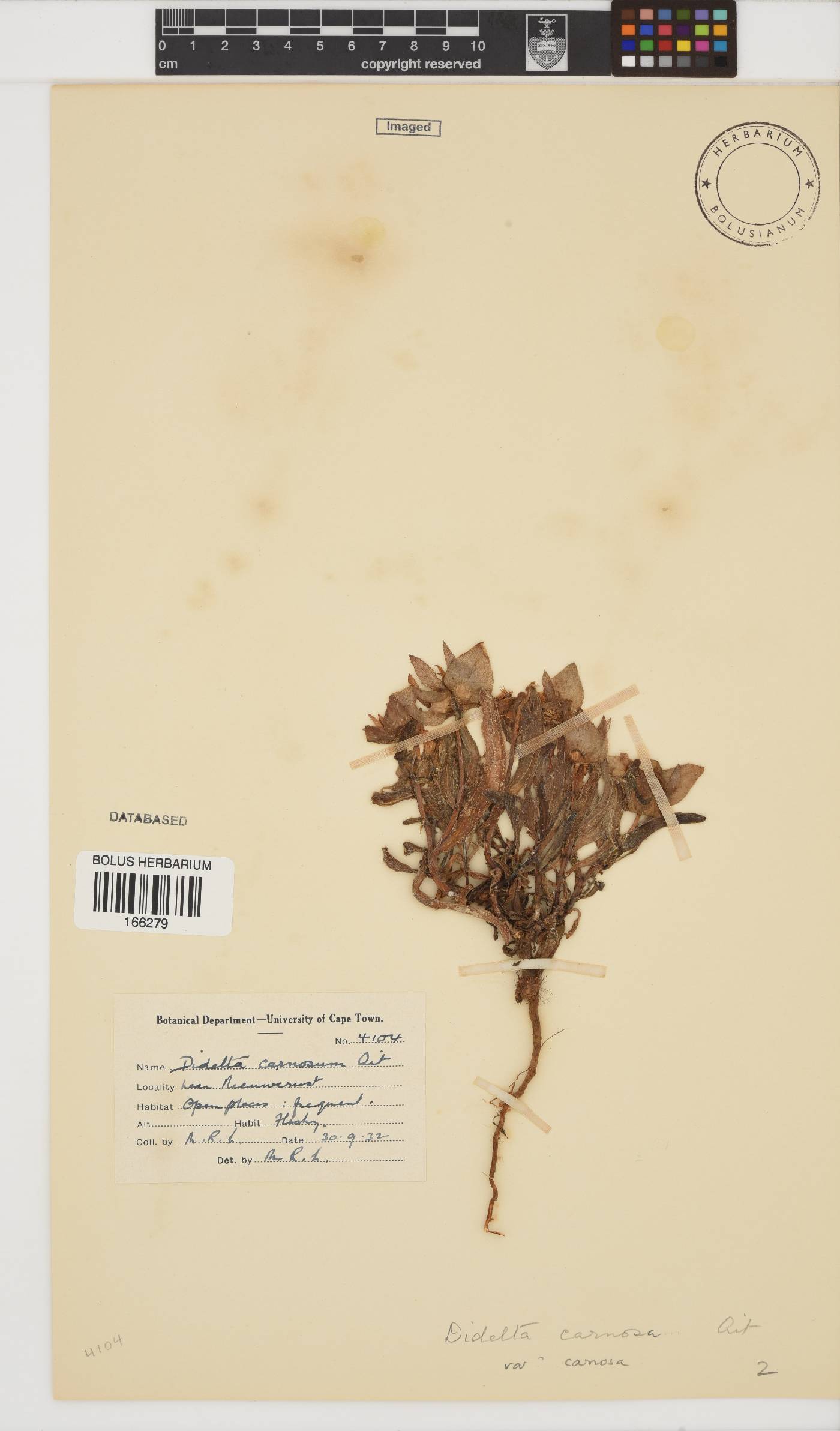 Didelta carnosa var. carnosa image