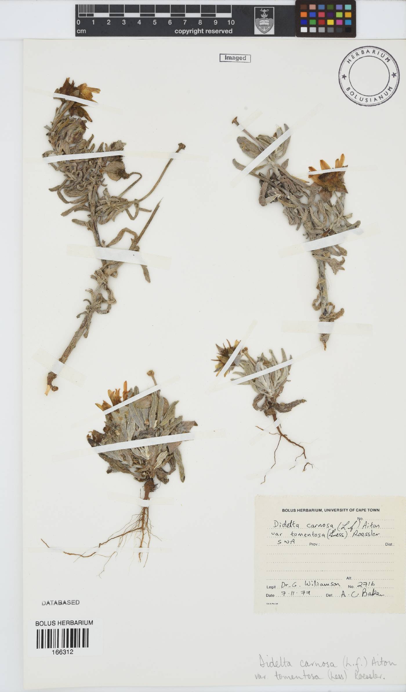 Didelta carnosa var. tomentosa image