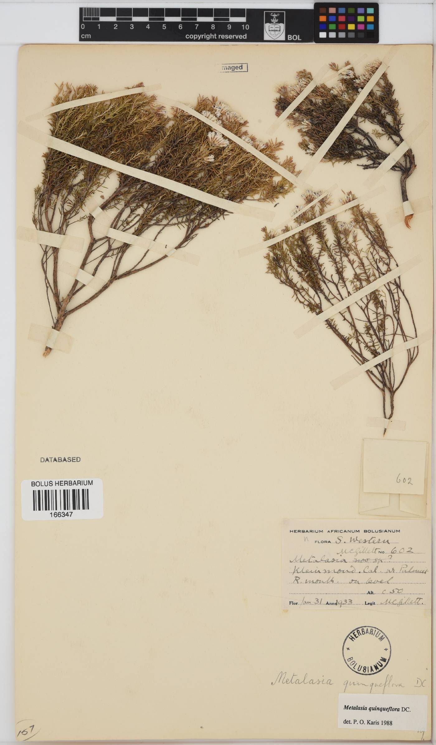 Metalasia quinqueflora image