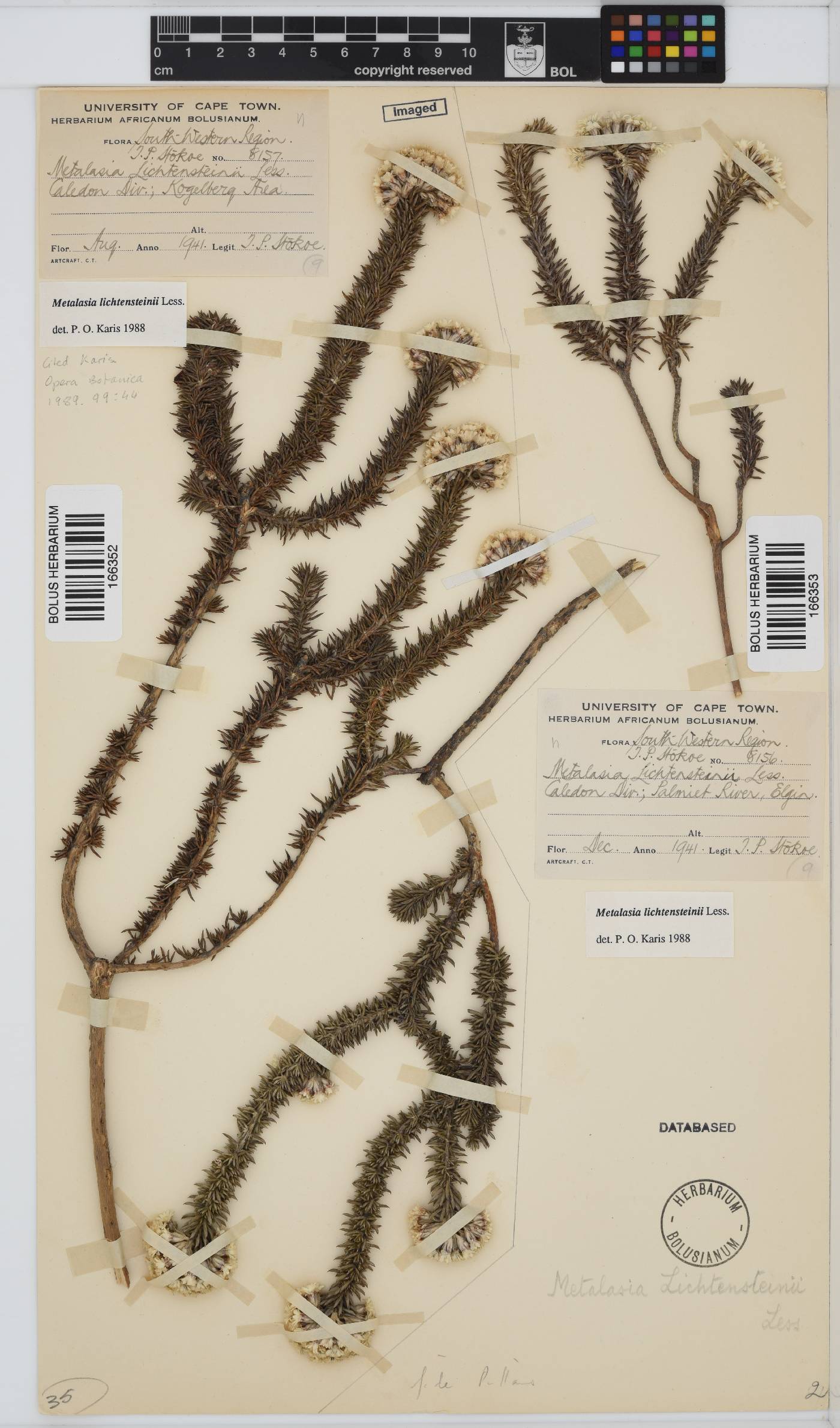 Metalasia lichtensteinii image