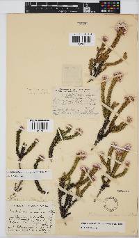 Metalasia phillipsii subsp. incurva image