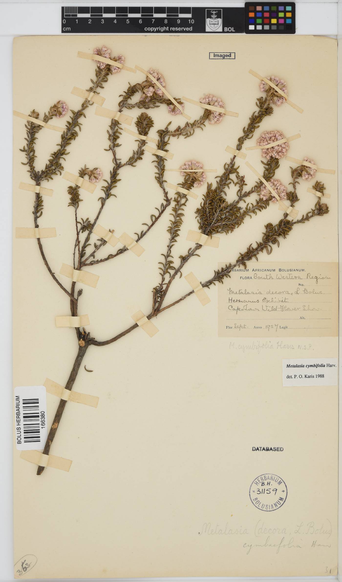 Metalasia cymbifolia image