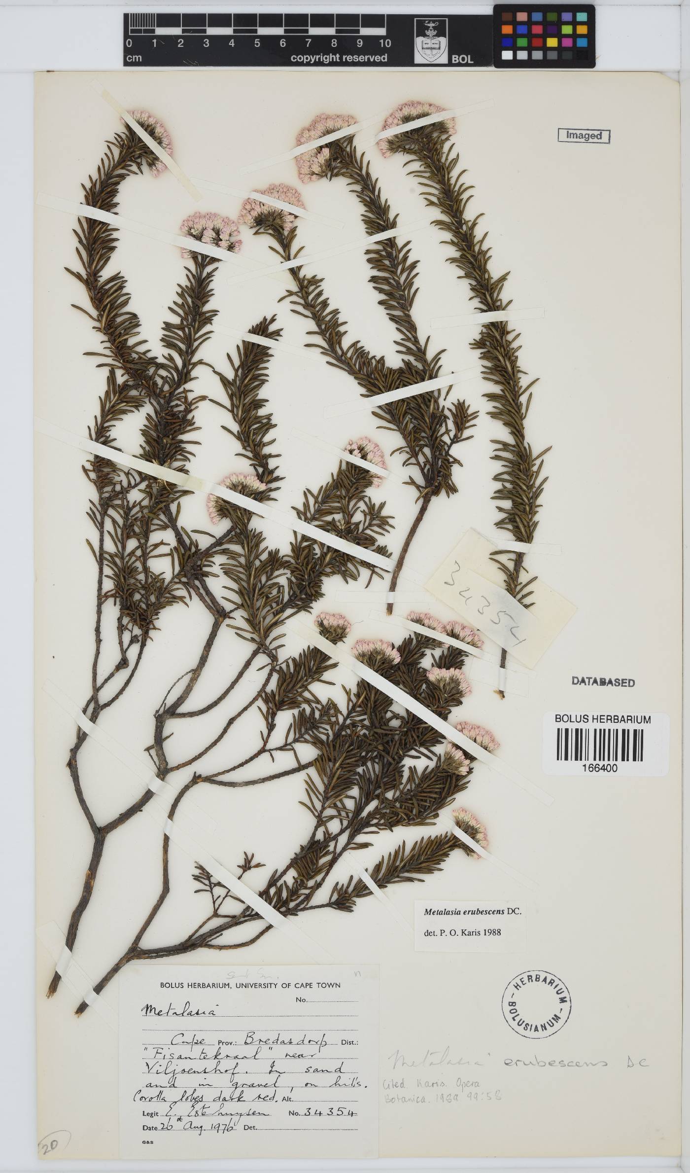 Metalasia erubescens image