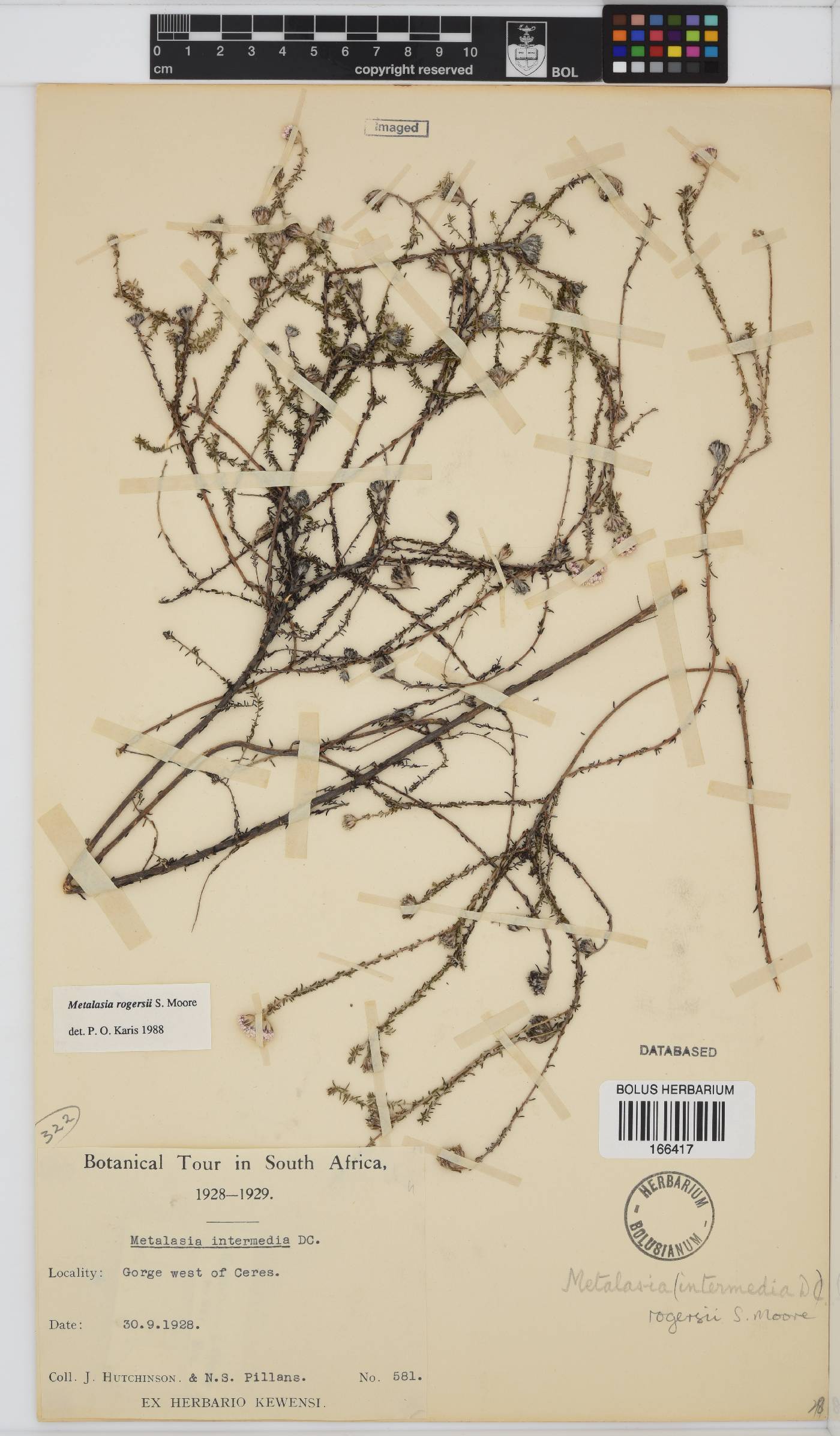 Metalasia rogersii image