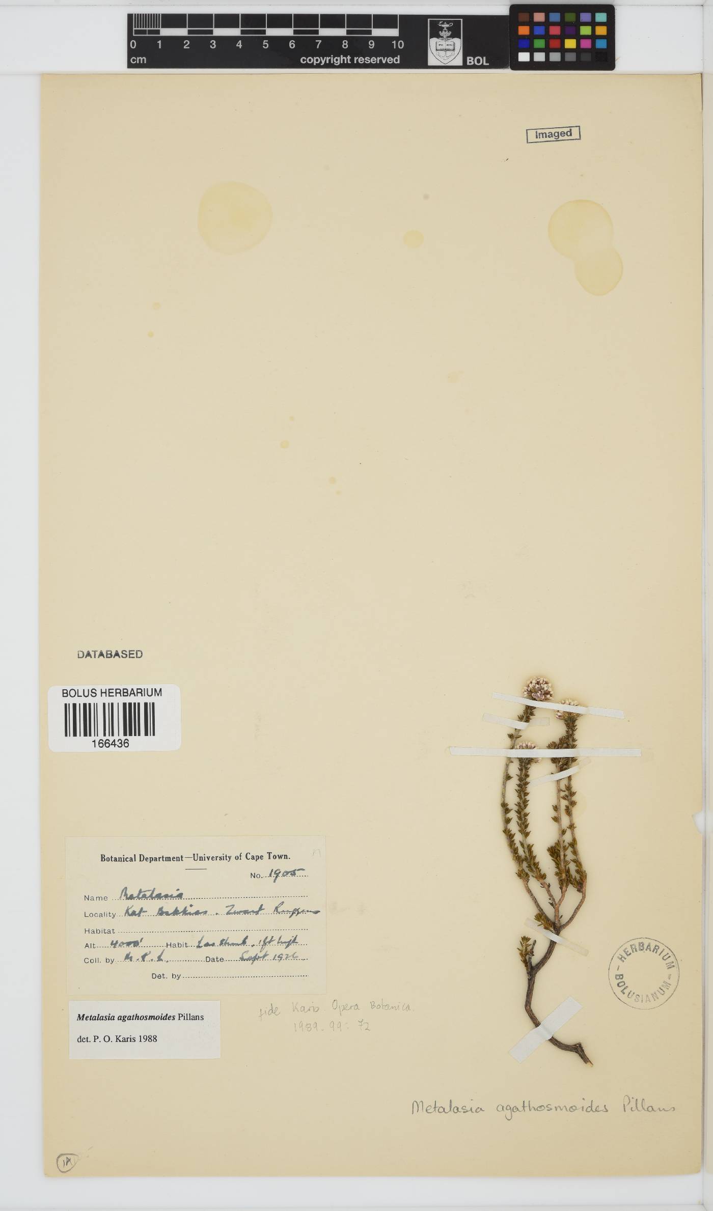 Metalasia agathosmoides image