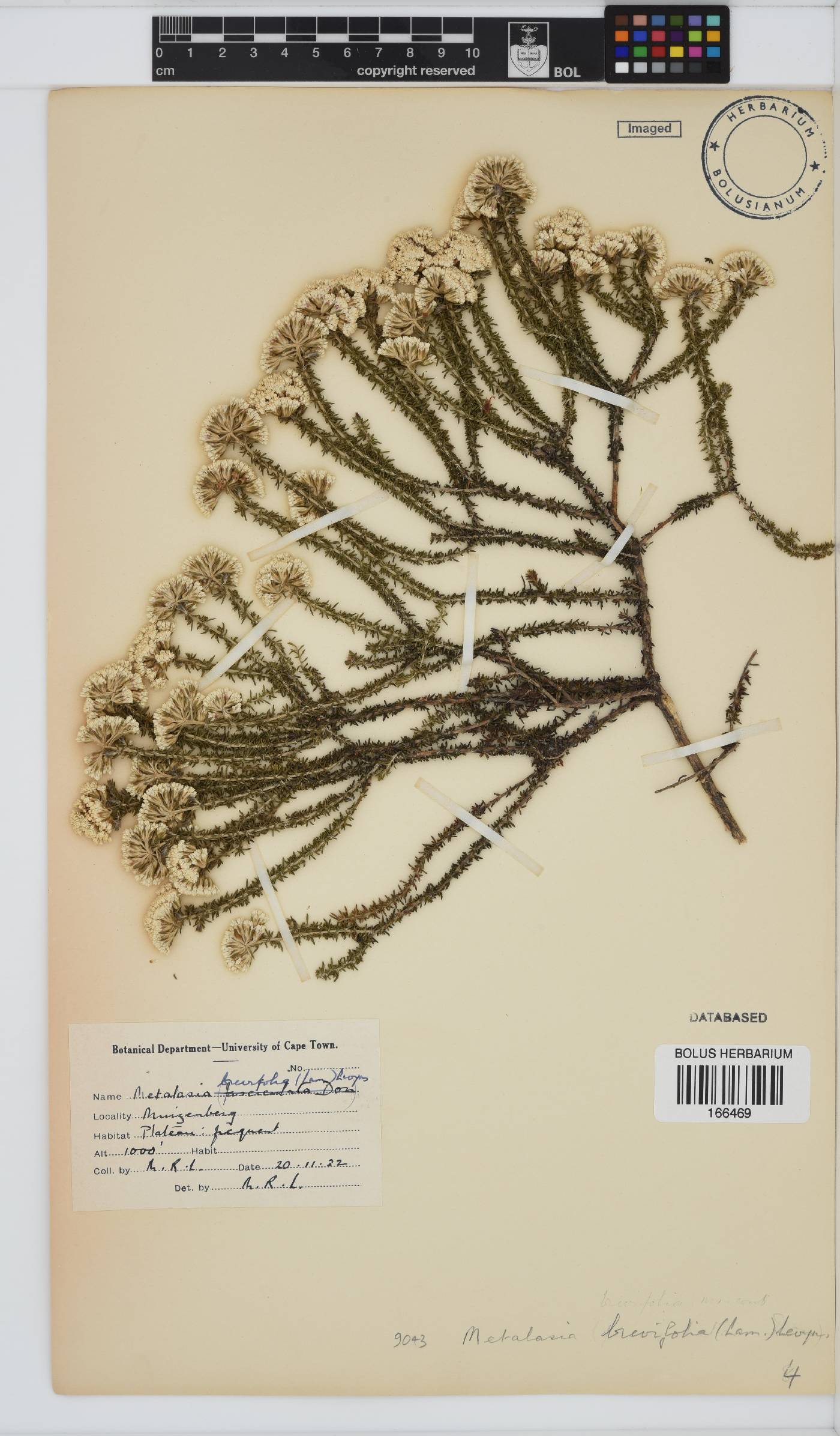 Metalasia brevifolia image