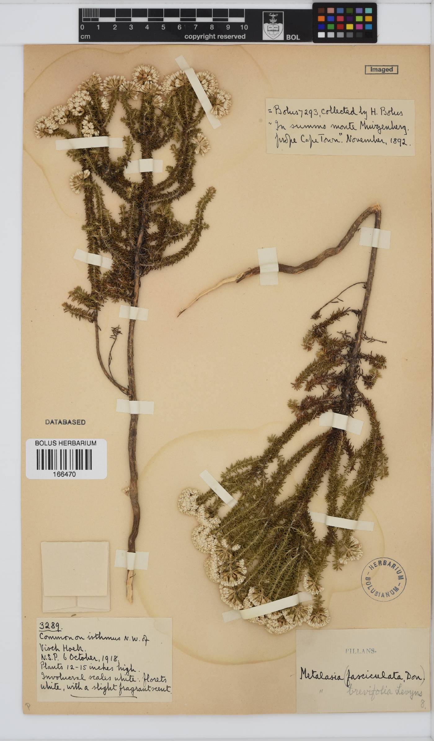 Metalasia brevifolia image
